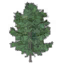 Yellow Cedar Tree icon.png