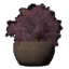 Potted Black Elder Bush icon.png