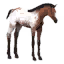 Appaloosa Foal icon.png