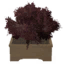 Tabletop Black Elder Bush icon.png