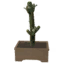 Tabletop Saguaro Broken Branch Cactus icon.png