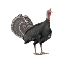 Turkey Decoration Pet icon.png