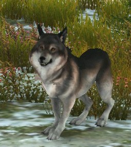 Ferocious Timber Wolf 1.jpg