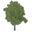 Linden Tree icon.png