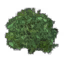 Azalea Bush icon.png