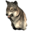 Pristine Elder Wolf Head