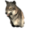 Pristine Elder Wolf Head