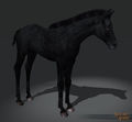 SotA MountStretchGoal HorseFoalBlack.jpg