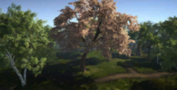 4-Story Cherry Tree Blossoms.png