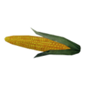 Corn icon.png