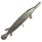 Alligator Gar