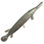 Alligator Gar icon.png
