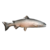Salmon icon.png