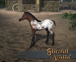 SS Stretchgoal Appaloosa Foal A.jpg