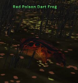 Red Poison Dart Frog 3.jpg