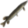 Pike