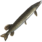 Pike