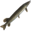 Pike icon.png