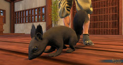 SotA BlackSquirrelPet view1.jpg