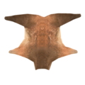 Deer Skin Rug icon.png