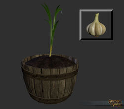 SotA Reagent Garlic.jpg
