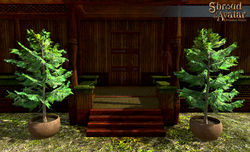 SotA Potted YellowCedar Tree.jpg