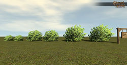 SotA Bush Azalea 6Pack.jpg