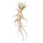 Mandrake Root icon.png