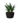 Plant (Laurentii) icon.png