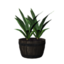 Plant (Laurentii) icon.png