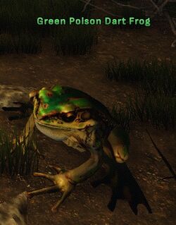 Green Poison Dart Frog.jpg