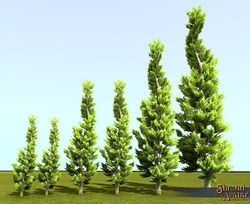 SotA Juniper Tree.jpg