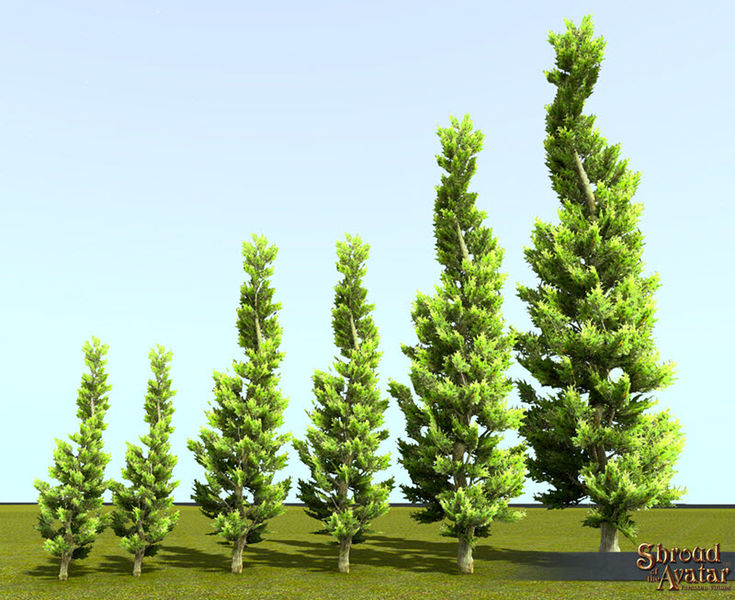 File:SotA Juniper Tree.jpg