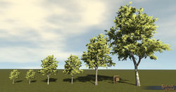 SotA Tree CommonLinden 6Pack.jpg