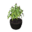 Plant (Pink Brush)