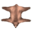 Brown Bear Skin Rug