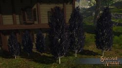 SS CrownShop BlueCypressTrees A.jpg