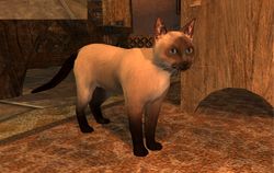 SotA FounderTier Pet Siamese.jpg