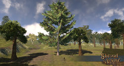 SotA EpicYellowCedarTree.jpg