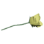 Yellow Rose icon.png