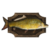 Mounted Carp icon.png