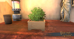 SotA TabletopAzaleaBush.jpg