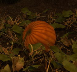 Pumpkin Patch.png
