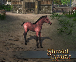 SS Stretchgoal Roan Foal A.jpg