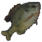 Sunfish