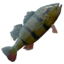 Peacock Bass icon.png