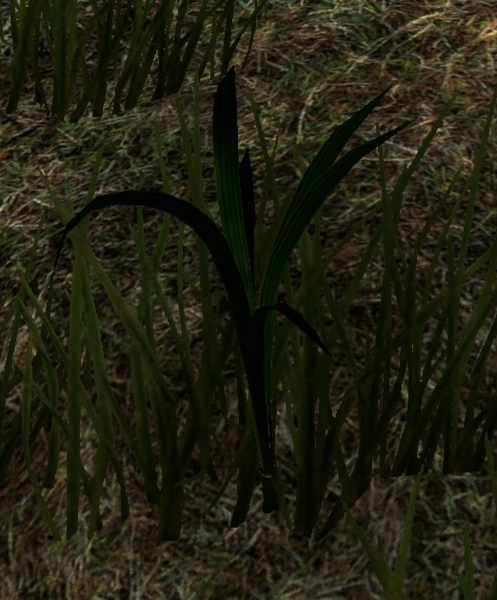 File:Garlic Plant.png