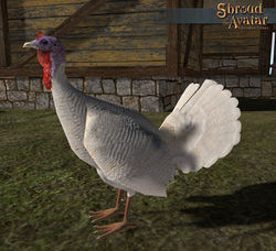 SotA 2015 White Turkey.jpg