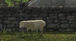 Single sheep, found in a flock in <!--LINK'" 0:0-->