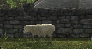 Sheep.jpg